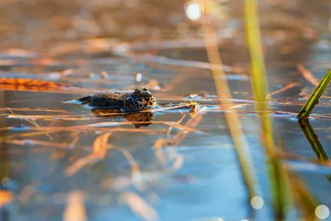 Fire Frog Common Toad - Bombina bombina lies on the surface of a pond. The ph Foto stock