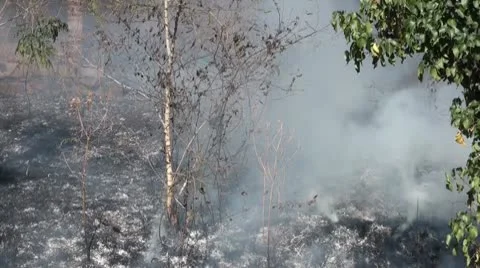 Fire in the garden Stock Footage 10787915