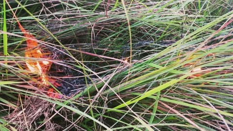 Fire grass and background green grass Stock Footage 224888346