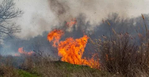Fire. Grass burns in the field. Stock Photos