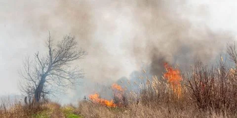 Fire. Grass burns in the field. Stock Photos