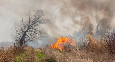 Fire. Grass burns in the field. Stock Photos