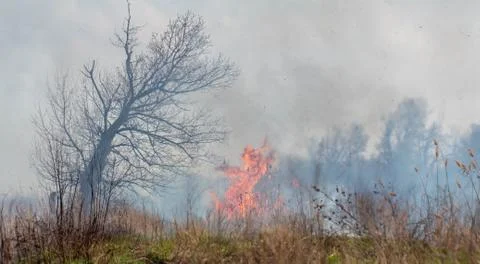 Fire. Grass burns in the field. Stock Photos
