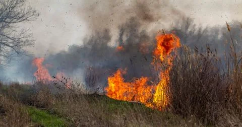 Fire. Grass burns in the field. Stock Photos