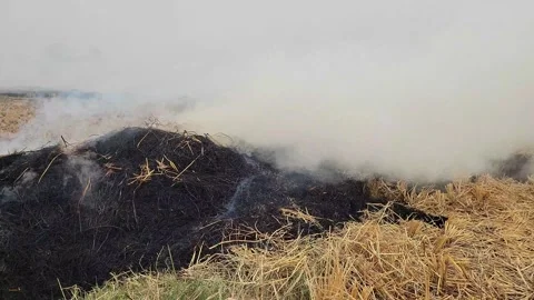 Fire in the grass caused by drought and climate change Stock Footage 255973976