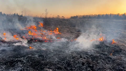 Fire grass in farm field. Dry Grass Fires due to drought. Video stock 268750772