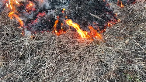 Fire grass in farm field. Dry Grass Fires due to drought. Video stock 268751792