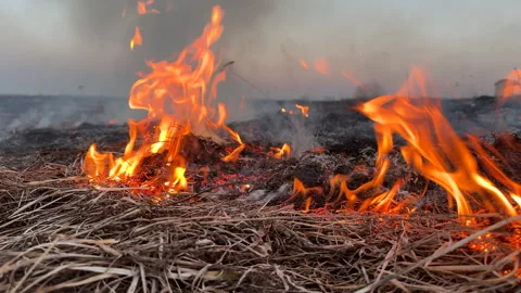 Fire grass in farm field. Dry Grass Fires due to drought. Video stock 268752060