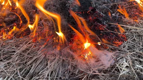Fire grass in farm field. Dry Grass Fires due to drought. Video stock 268752283