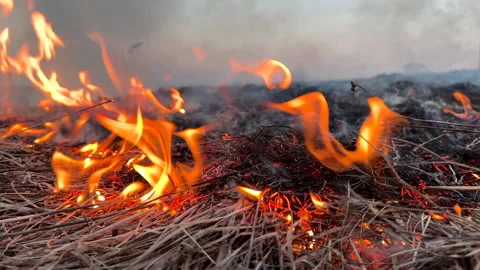 Fire grass in farm field. Dry Grass Fires due to drought. Video stock 268752415
