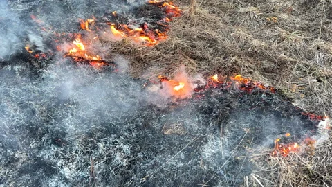 Fire grass in farm field. Dry Grass Fires due to drought. Video stock 268752480
