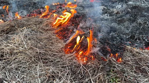 Fire grass in farm field. Dry Grass Fires due to drought. Stock Footage 268753052