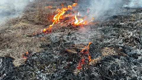 Fire grass in farm field. Dry Grass Fires due to drought. Video stock 268792544