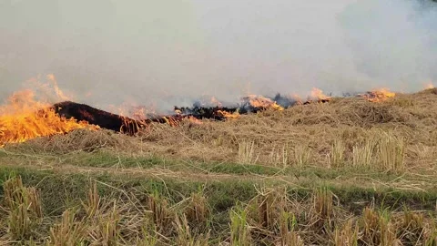 Fire in the grass field climate change Stock Footage 255974054
