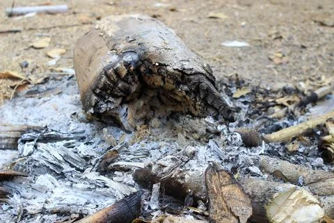 The fire has completely burned out, leaving only ashes and stumps. Foto stock