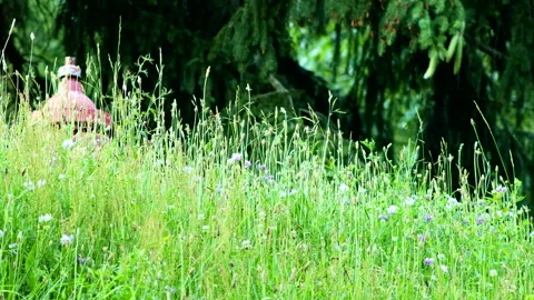 Fire Hydrant Amidst Grass And Flowers Stock Footage 162263951