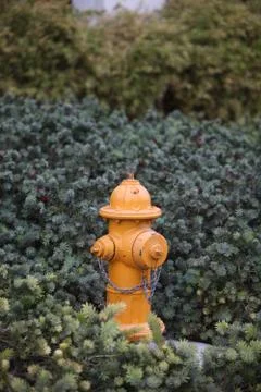 Fire hydrant between bushes Stock Photos