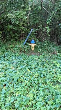 Fire Hydrant In Deep Woods 库存照片