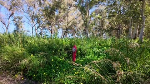 Fire hydrant in dense greenery at end of dirt road Stock Footage 304685877