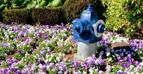 Fire Hydrant in Flowers. Stock Photos