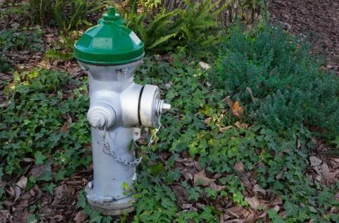 Fire hydrant ivy Stock Photos