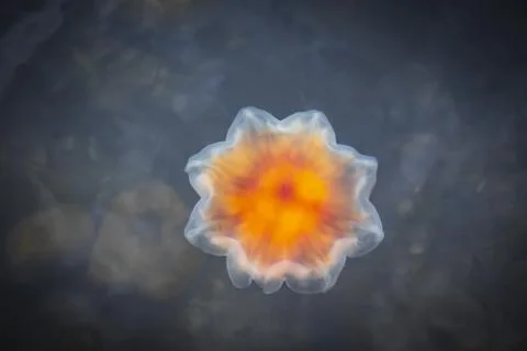 A fire jellyfish on the water surface in the Baltic Sea in Loddenhoj Denmark Stock Photos