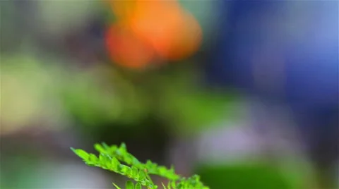 Fire in the Jungle Stock Footage 42248490