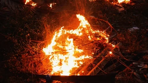 Fire in the jungle forest Stock Footage 73354198