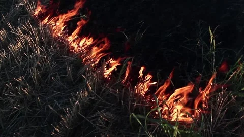 A fire from a large pile of logs burns against a background of green grass Video stock 93894665
