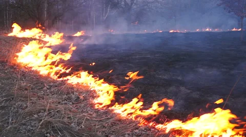 The fire on the lawn in the park Video stock 48074064