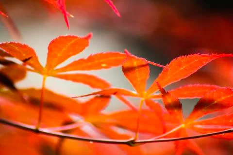 Fire leaves Stock Photos