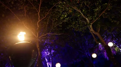 Fire lighting magic forest 動画素材 50888181