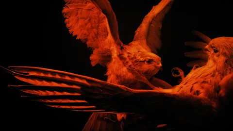 Fire Lights Up Fighting Birds Display Stock Footage 272612560