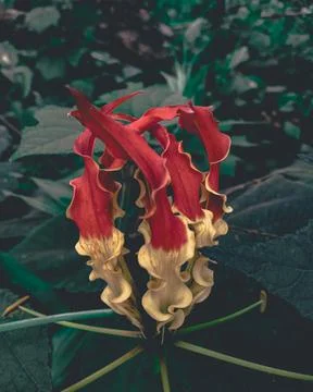 Fire lilly Flower Stock Photos