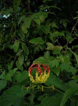 Fire Lily flower, Flame Lily, Gloriosa superba Stock Photos