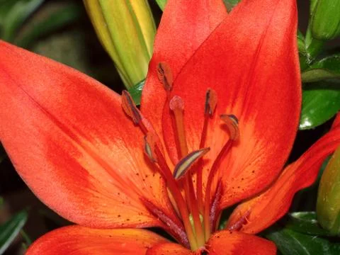 Fire lily, Partial view of the flower with a view of the interior Stock Photos