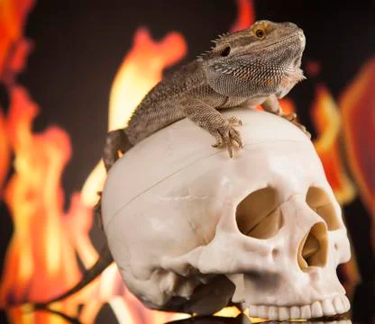 Fire lizard, agama on black mirror background Stock Photos