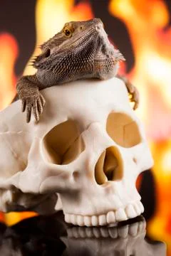 Fire lizard, agama on black mirror background Free Stock Photos
