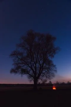 Fire at a lonely tree in the field in the spring at dusk at the first stars Stock Photos