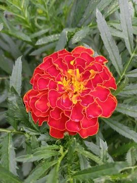 Fire marigold in greenery Stockfoto's