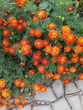 Fire marigolds Foto stock