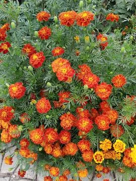 Fire marigolds Stockfoto's