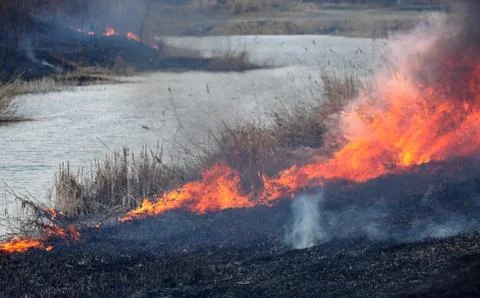 Fire in marsh, natural disaster Stockfoto's