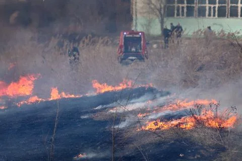Fire in marsh, natural disaster Stock Photos