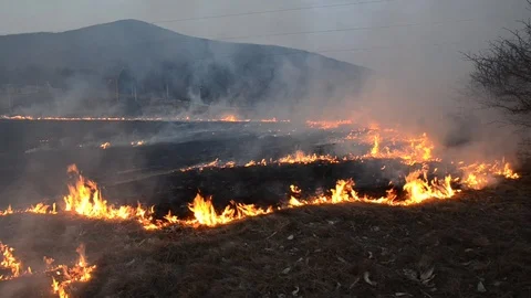Fire on meadow. Burning dry grass in field. Stock Footage 103813642