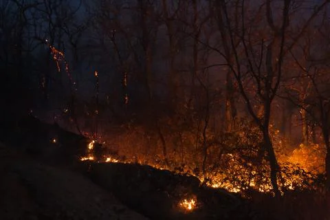 Fire of a Mediterranean forest at night with large flames Stock Photos