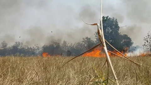 Fire in the middle of dry grass fields 스톡 동영상 108260794