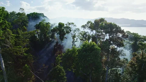 Fire in the mountains in the tropics, blue smoke among palm trees Stock Footage 275525383