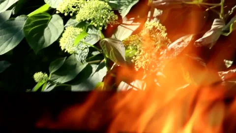 Fire in nature. Bonfire background. Stock Footage 134461626