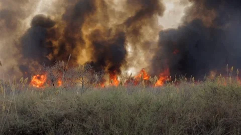 Fire in nature Stock Footage 101029609